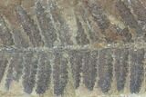 Fossil Fern (Pecopteris) - Mazon Creek #121094-1